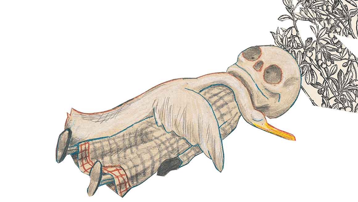 Pato yace sobre la muerte